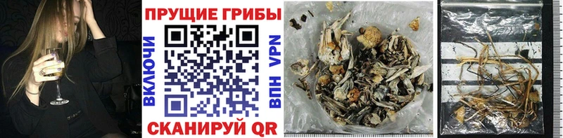 Купить где  Заполярный  Псилоцибиновые грибы GOLDEN TEACHER 